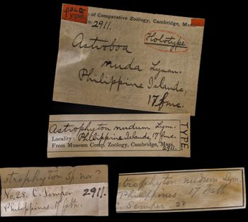 Media type: image;   Invertebrate Zoology OPH-2911 Description: Labels for this specimen included in the specimen tray.;  Aspect: labels